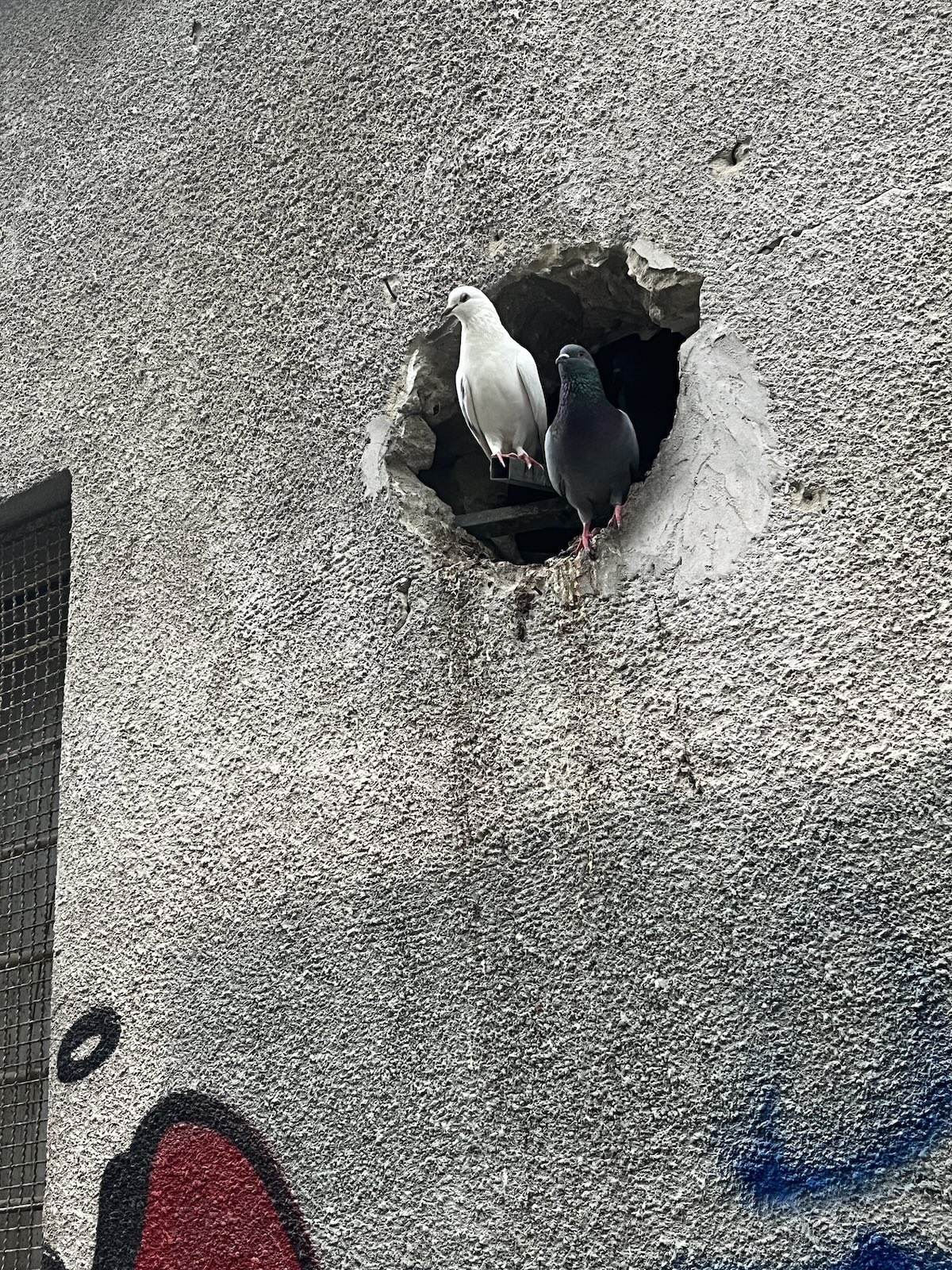 pigeons