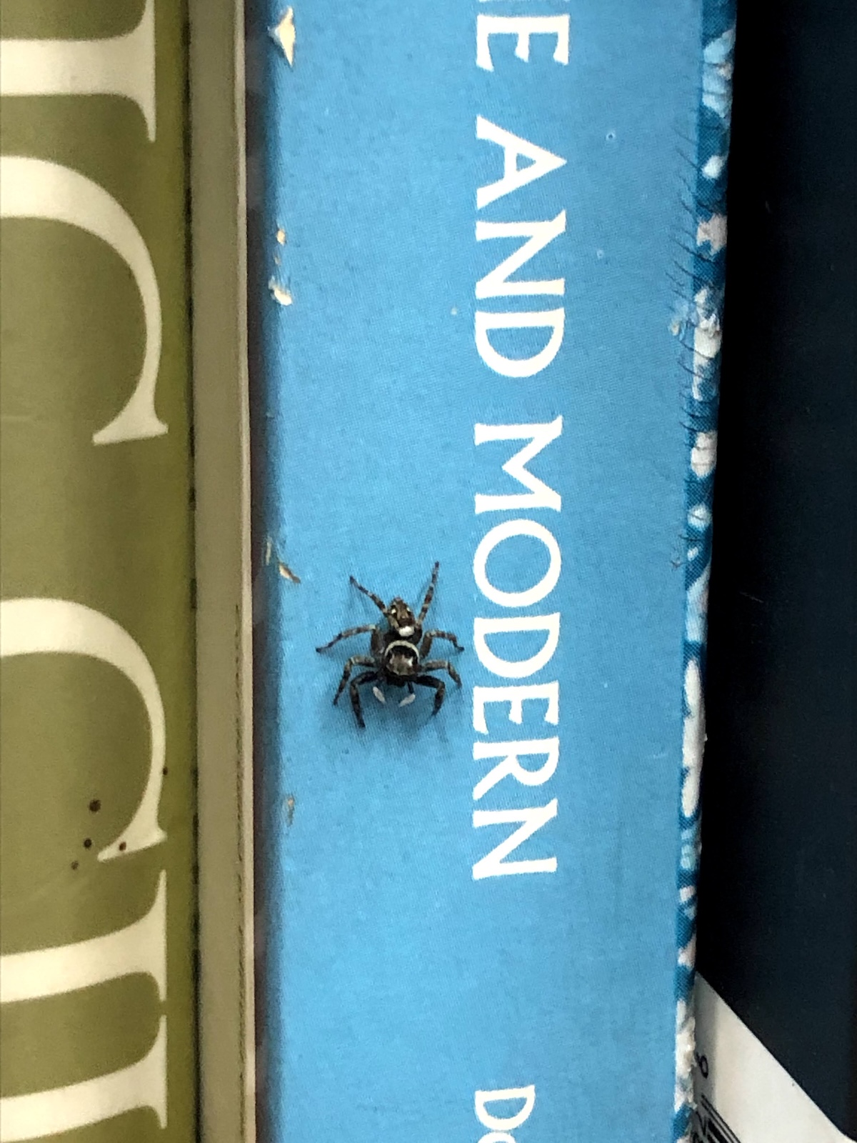 spider