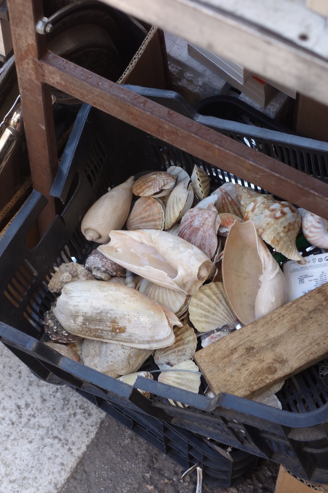 shells