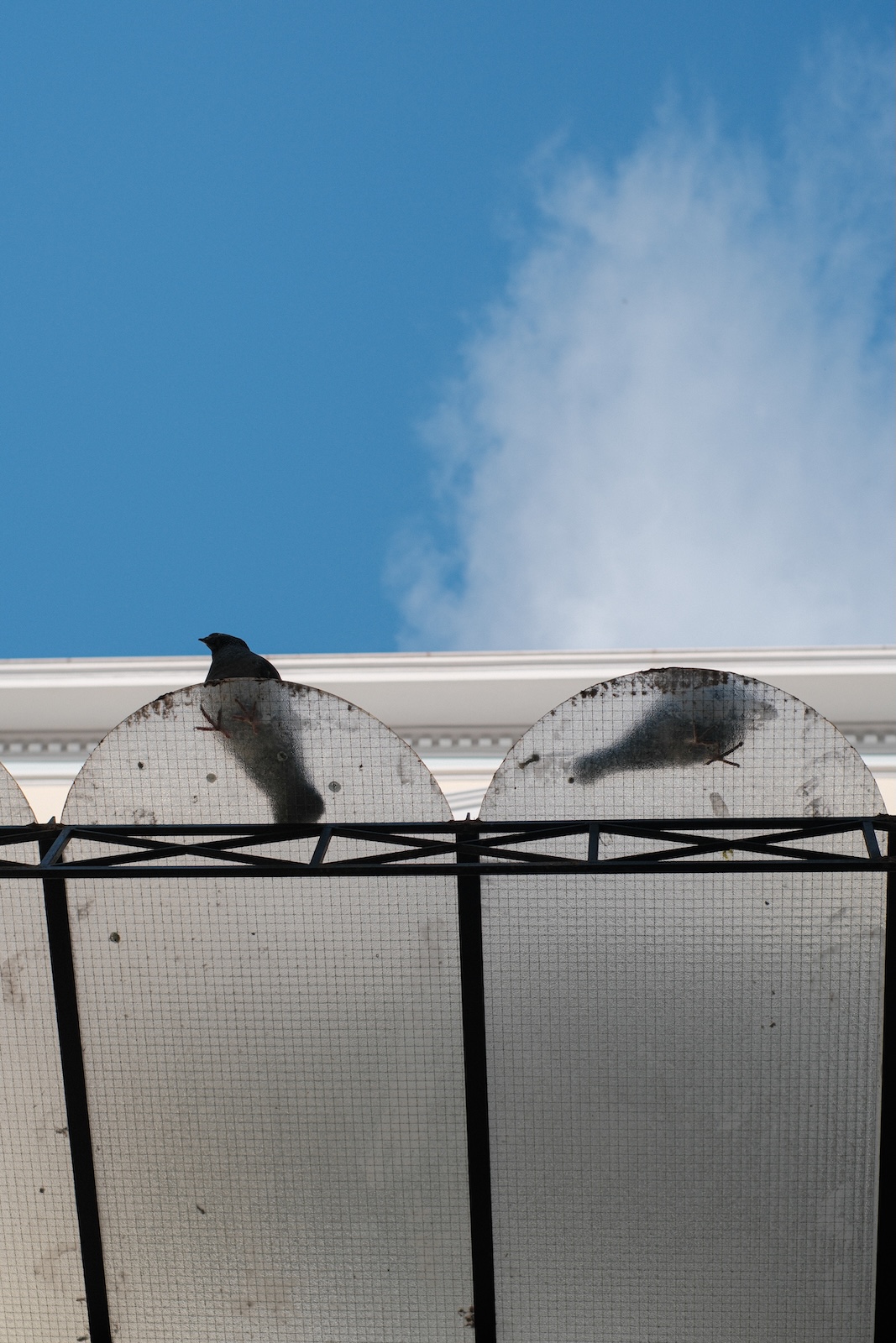 pigeons